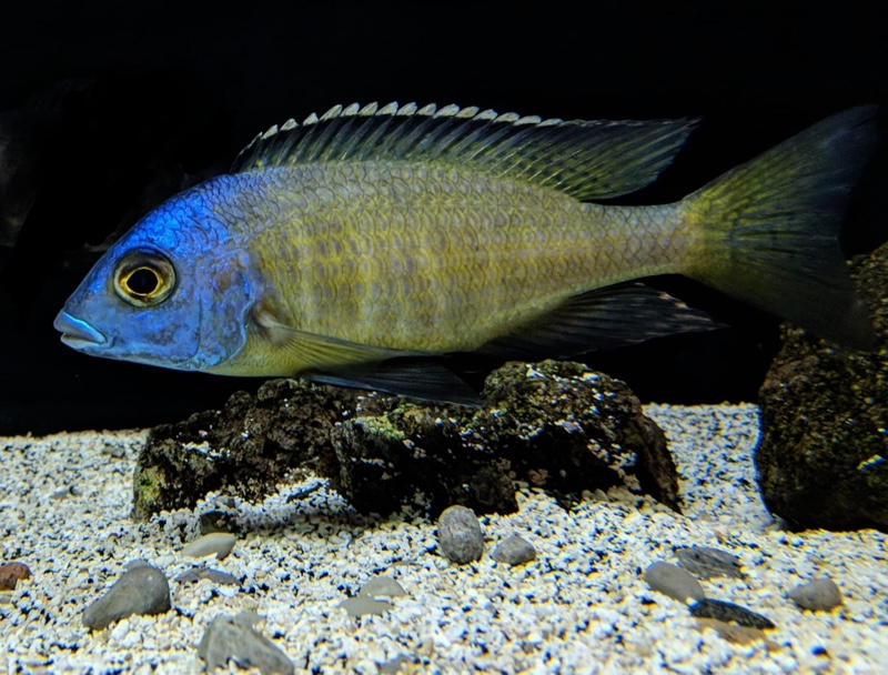 Placidochromis sp. 'electra superior' Mandalawi Reef